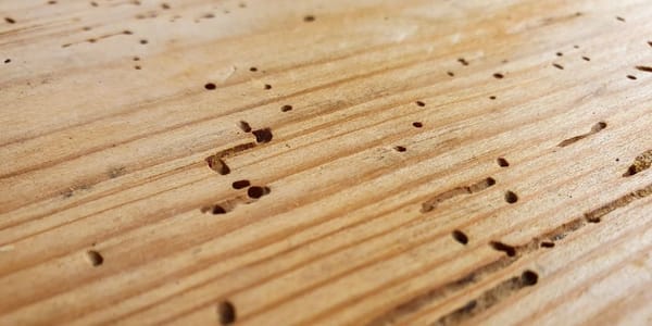 Woodworm Blog Header