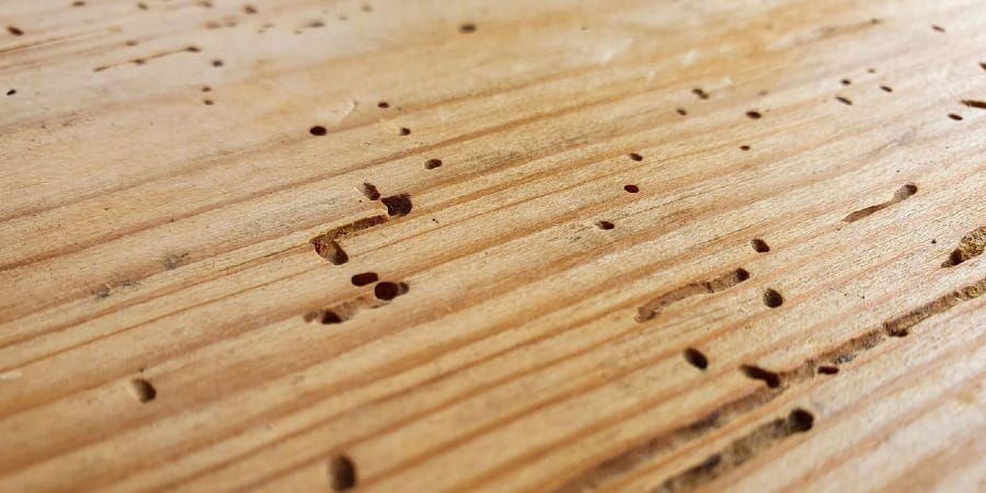 Woodworm Blog Header